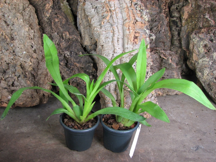 Rhynchostele bictoniense.JPG