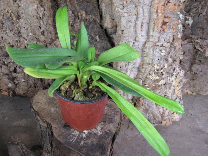 Maxillaria reichenheimiana.JPG