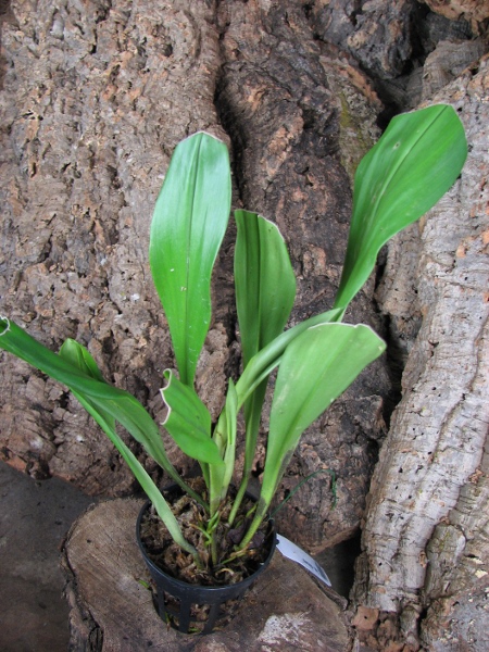 Dracula chimaera.JPG