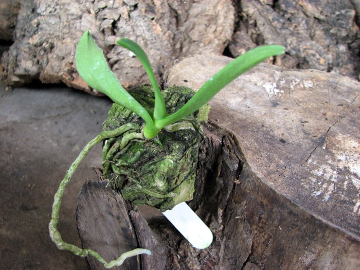 Amesiella monticola.JPG