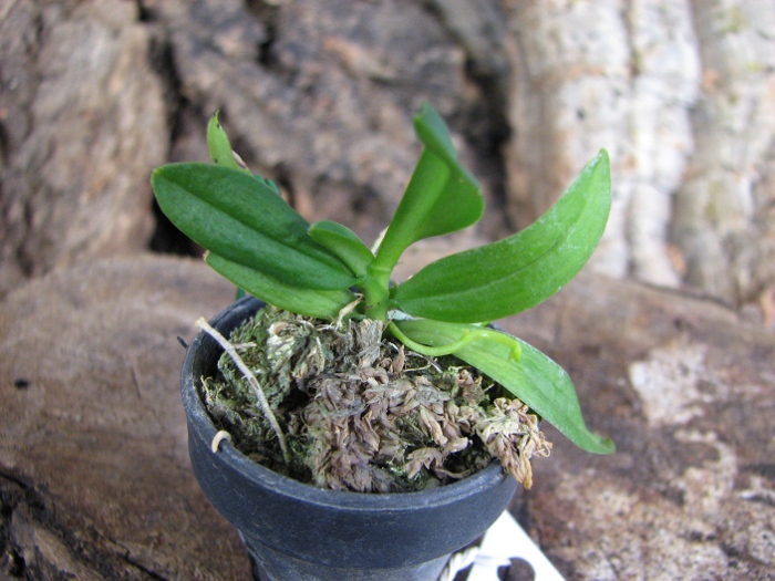 Haraella retrocalla.JPG