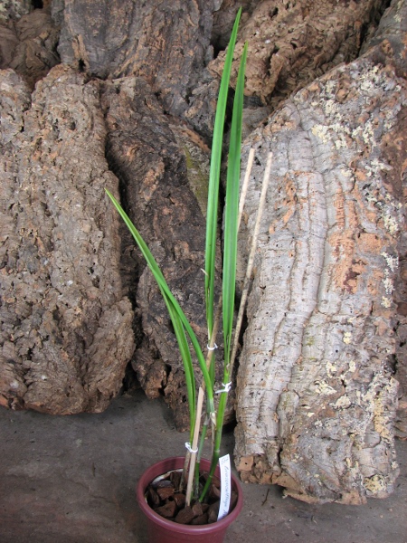 Brassocattleya Amethyst (Laelia purpurata x Brassavola cucullata).JPG
