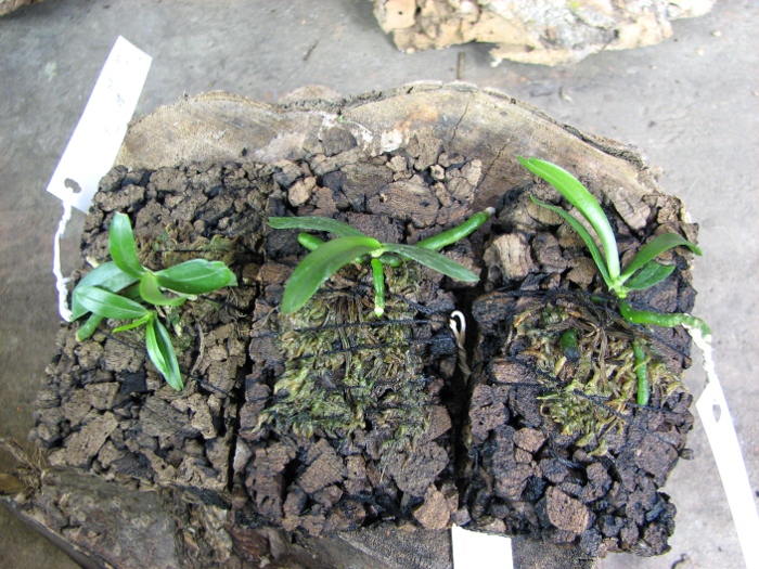 Aerangis rhodosticta.JPG