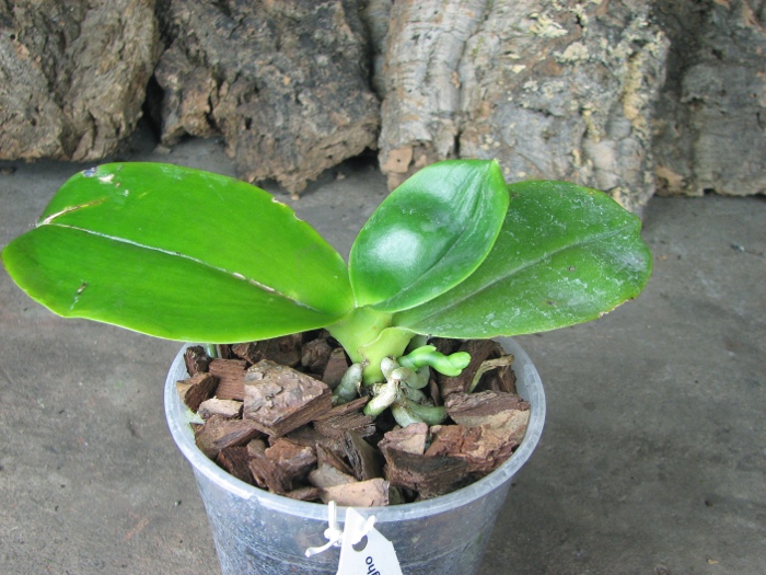 Phalaenopsis Tzu Chiang Chrisna (Phalaenopsis Timothy Christopher x Phalaenopsis Yungho Geld Canary).JPG