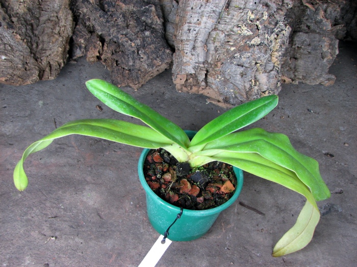 Paphiopedilum Lady Isabel x sanderianum.JPG