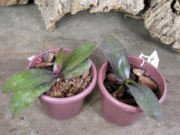 Phalaenopsis stuartiana (green x yellow).JPG