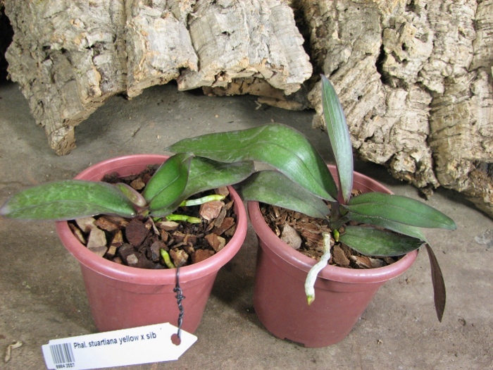 Phalaenopsis stuartiana yellow x sib.JPG