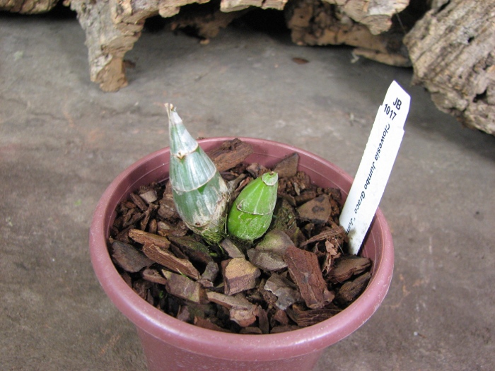 Clowesia Jumbo Grace 'Jumbo Orchids'.JPG