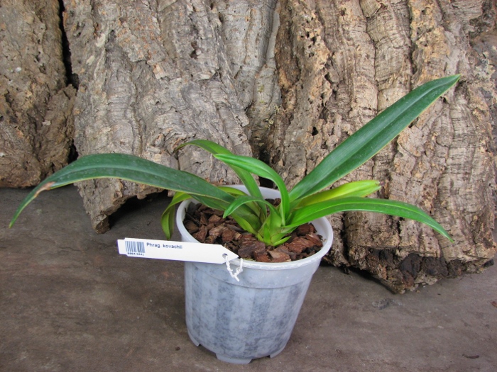 Phragmipedium kovachii.JPG