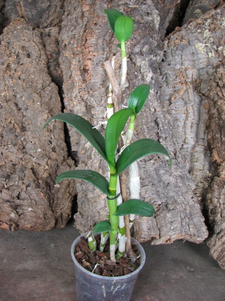 Dendrobium Valentine.JPG