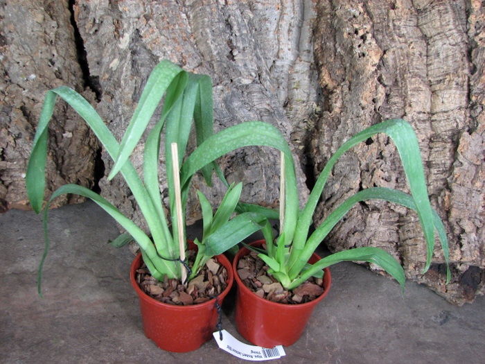 Miltoniopsis Robert Jackson 'Wild Thing'.JPG