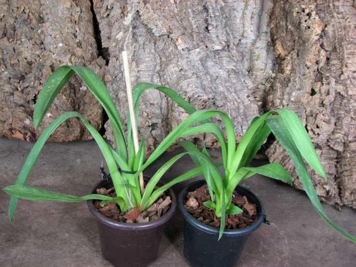 Miltoniopsis Breathless 'Florence'.JPG