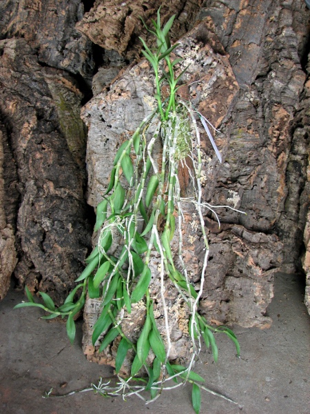 Dendrobium aphyllum.JPG