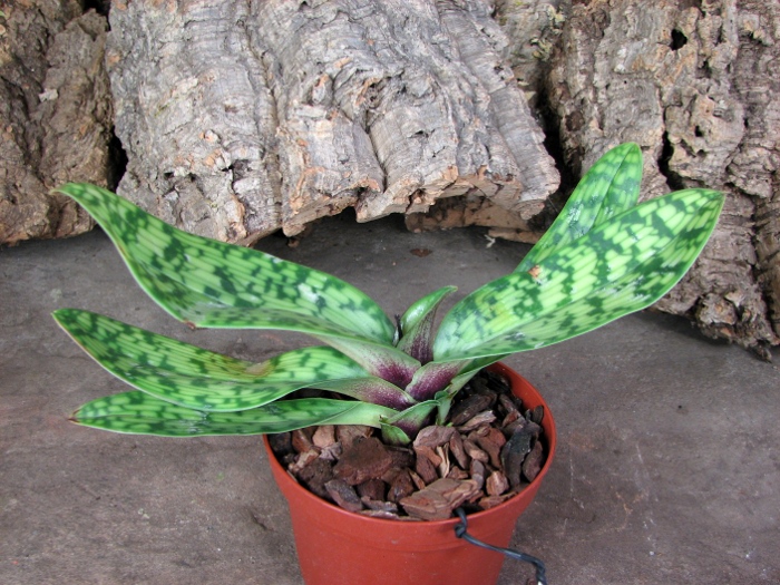 Paphiopedilum Maudiae Vinicolor 'Schwarze Madonna'.JPG