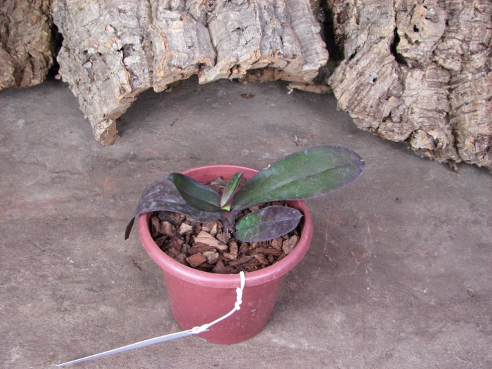 Phalaenopsis stuartiana var. nobilis.JPG
