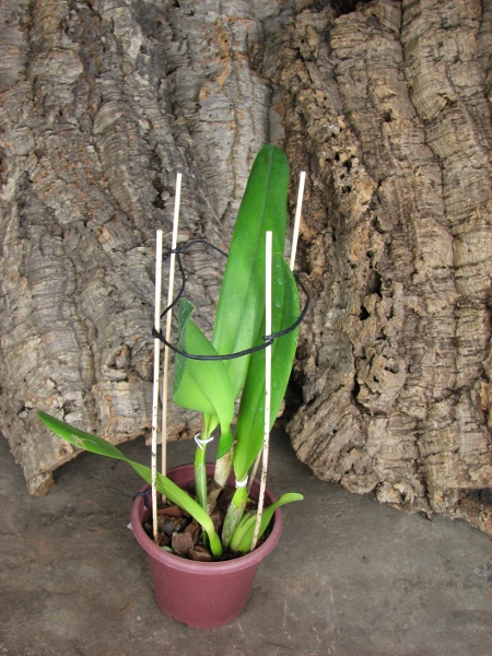 Laelia tenebrosa (Tipo x Maria Fumaca').JPG