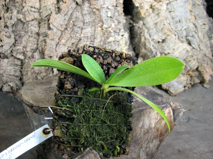Phalaenopsis bellina x cornu cervi thalebanii 'Dark Red'.JPG