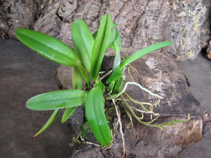 Laelia alaori suave 'Binot' x Cattleya luteola 'Big Star'.JPG