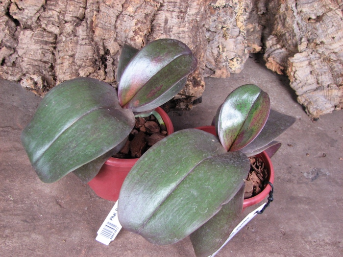 Phalaenopsis Penang x Phalaenopsis gigantea.JPG