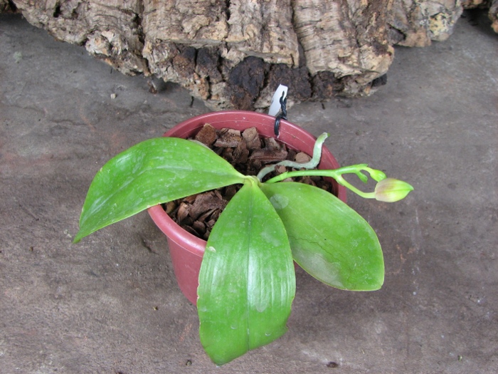 Phalaenopsis amboinensis x Phalaenopsis Penang Girl.JPG