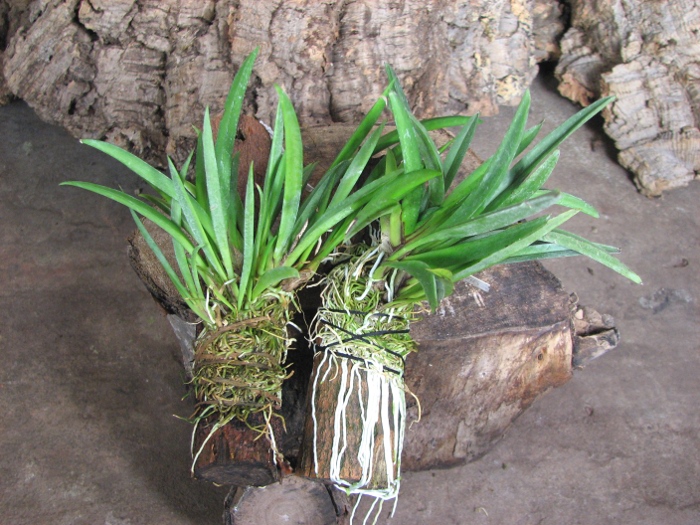 Oncidium (Tolumnia) hybrids.JPG