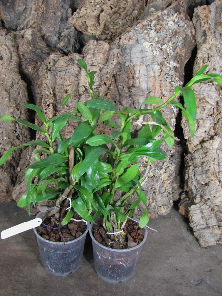 Dendrobium Dawn Marie.JPG