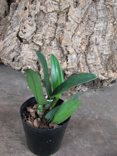 Prosrhyncholeya Chief Green River.JPG