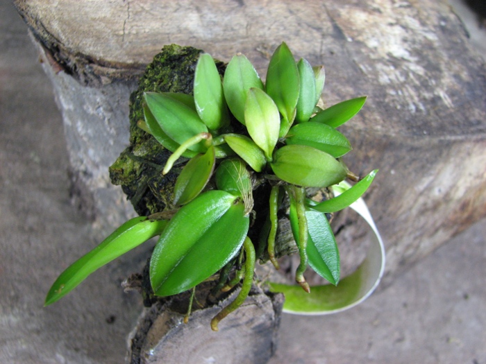 Sophronitis coccinea.JPG