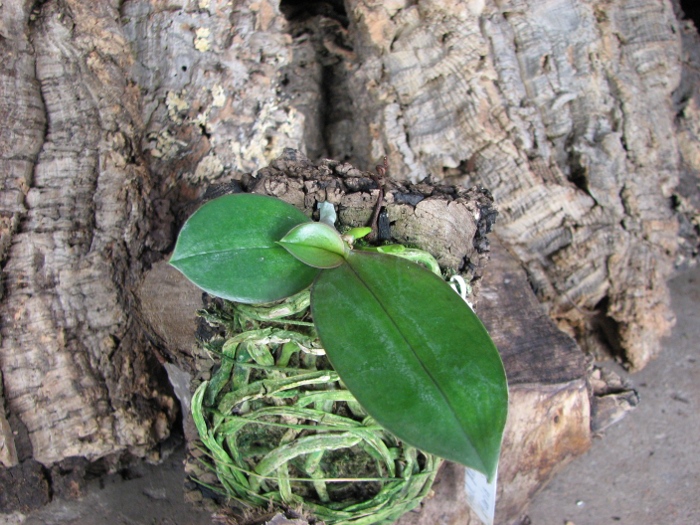 Phalaenopsis Mini Mark.JPG