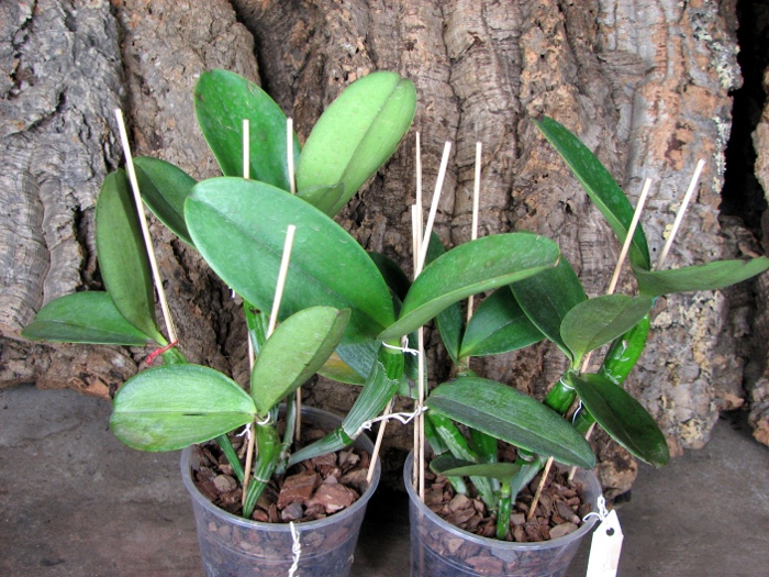 Cattleya violacea.JPG