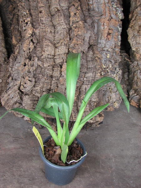 Odontonia Papageno 'Lavender Lady'.JPG