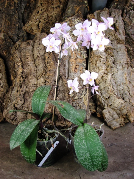 Phalaenopsis Philadelphia (schilleriana x stuartiana).JPG