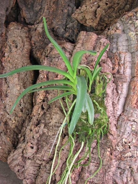 Neofinetia falcata x Rhynchostylis retusa3.JPG