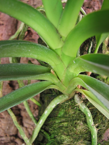 Neofinetia falcata x Rhynchostylis retusa2.JPG