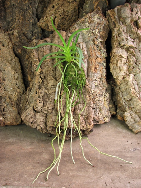 Neofinetia falcata x Rhynchostylis retusa.JPG