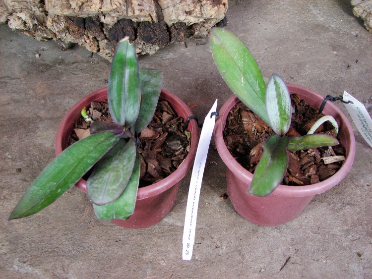 Phalaenopsis stuartiana (green x yellow).JPG