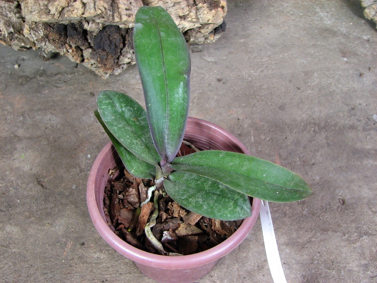 Phalaenopsis stuartiana yellow x sib.JPG
