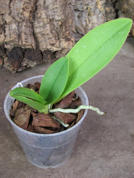 Doritaenopsis Kenneth Schubert x Doritaenopsis Purple Martin x Doritis pulcherrima 'Blue'.JPG