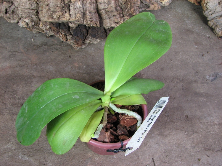 Doritaenopsis Sogo Meili x Phalaenopsis Ld's Bear Queen.JPG