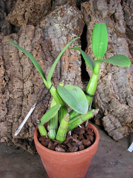 Myrmecophila tibicinis.JPG