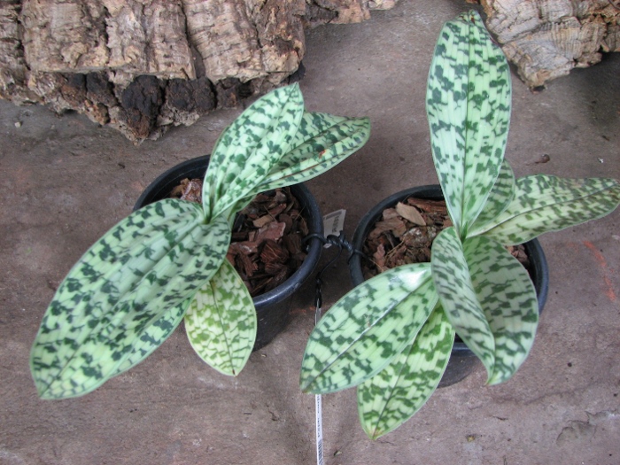 Paphiopedilum curtisii x Shin-Yi Heart.JPG