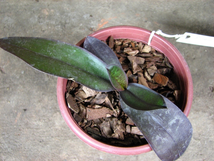 Phalaenopsis stuartiana var. nobilis.JPG
