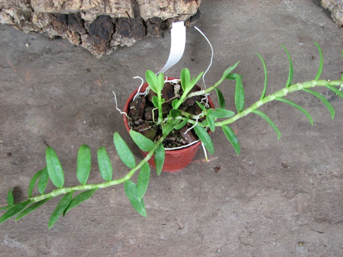 Dendrobium loddigesii.JPG