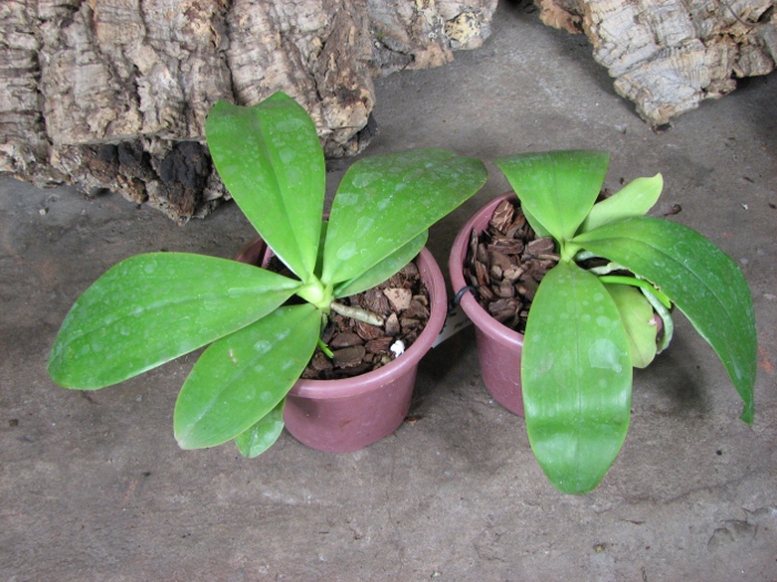 Phalaenopsis corningiana.JPG