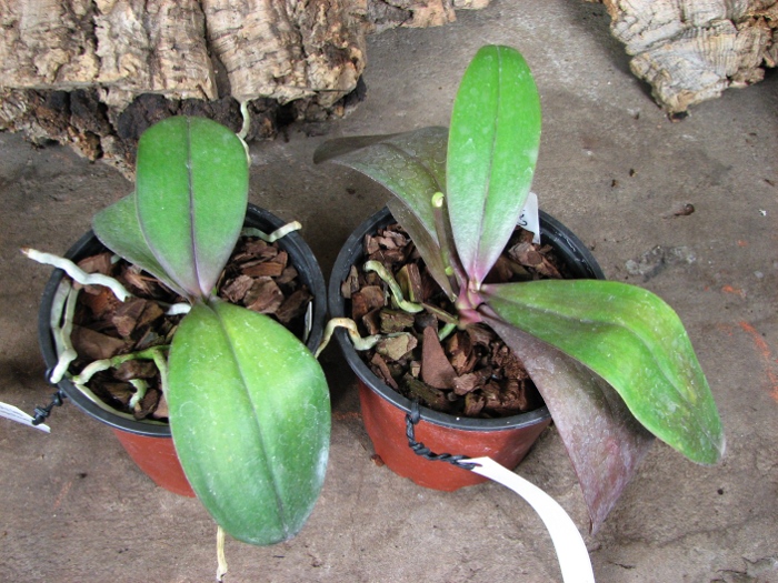 Phalaenopsis Sogo Lawrence x (Phalaenopsis Sogo Lawrence x Phalaenopsis Yungho Princess Gelb).JPG
