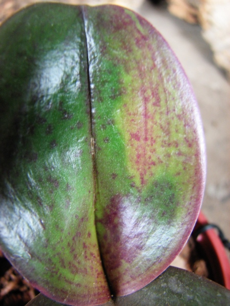 Phalaenopsis Penang x Phalaenopsis gigantea2.JPG