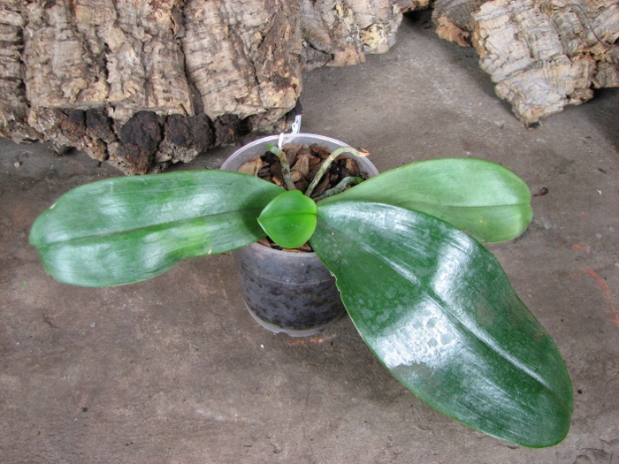 Phalaenopsis gigantea x mariae.JPG