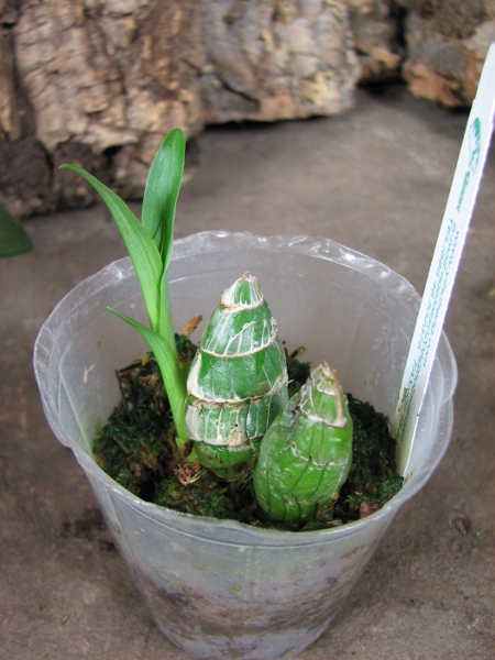 Clowesia Jumbo Grace 'Jumbo Orchids'.JPG