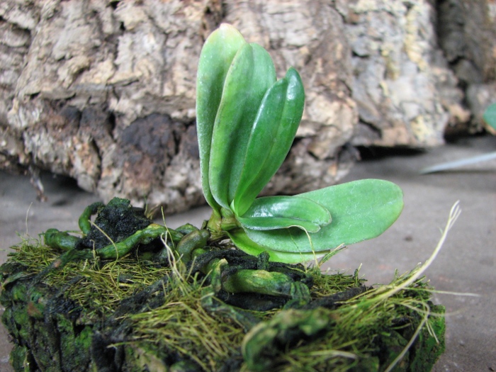 Aerangis coriacea.JPG