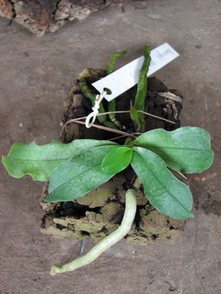 Aerangis somalensis.JPG